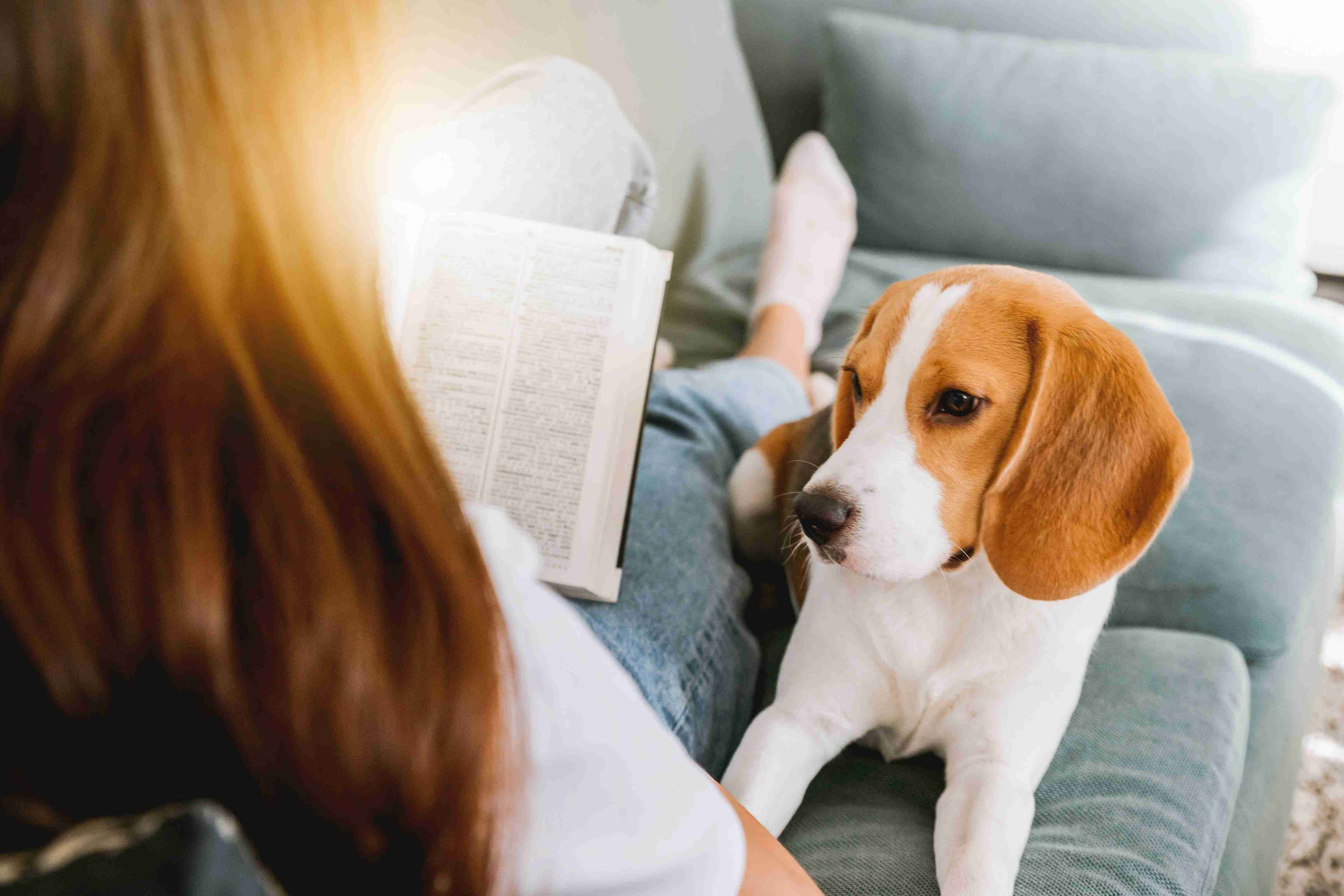 Unleashing the Truth: Discovering Whether Beagles are Easy to Train